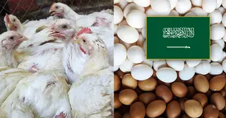 বাংলাদেশসহ ৪০ দেশ থেকে মুরগি-ডিম আমদানি বন্ধ করলো সৌদি আরব